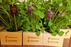 yno-inovia-merch